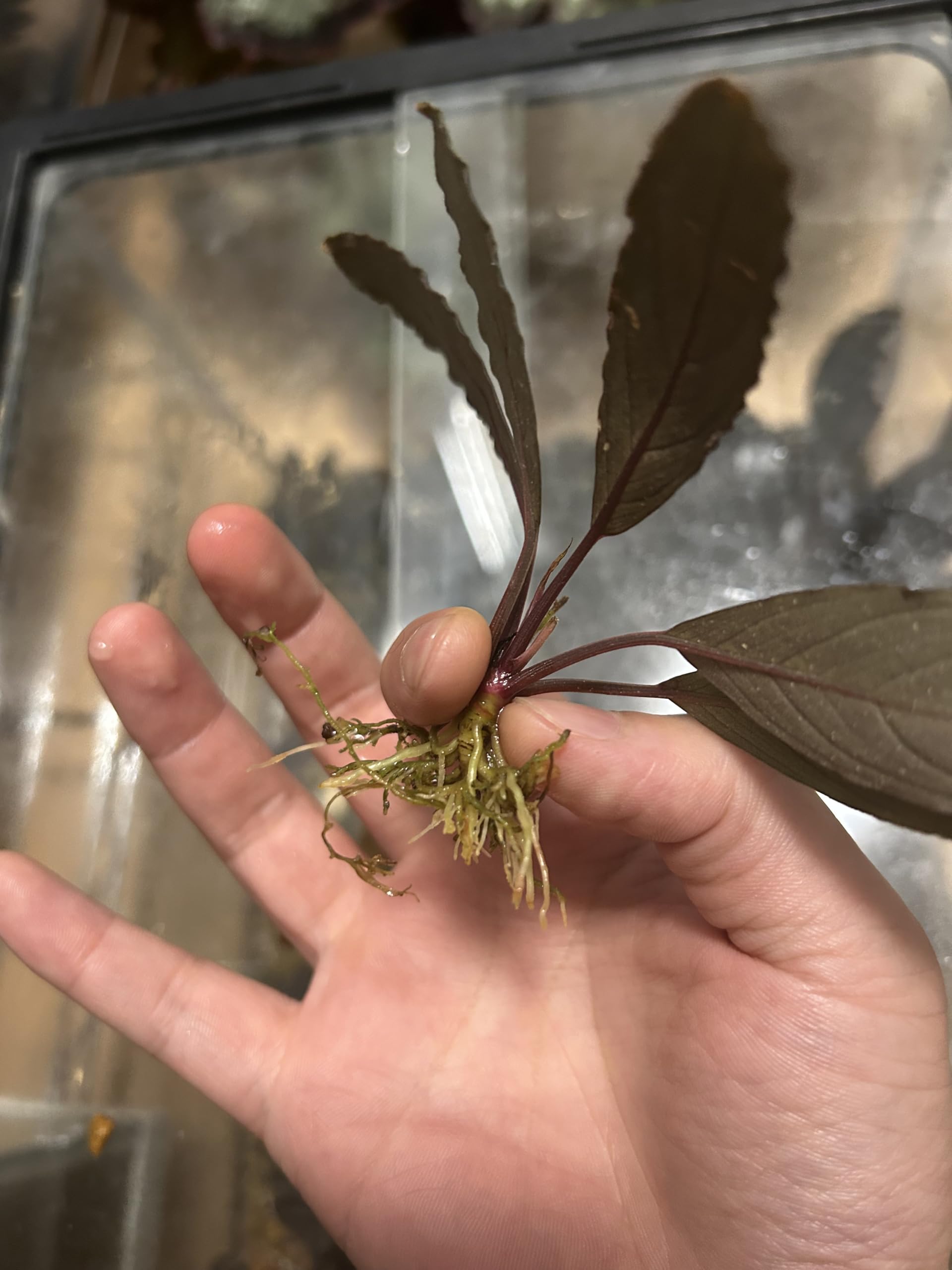 Amazon.co.jp: ブセファランドラ スケルトンキング（キシィ